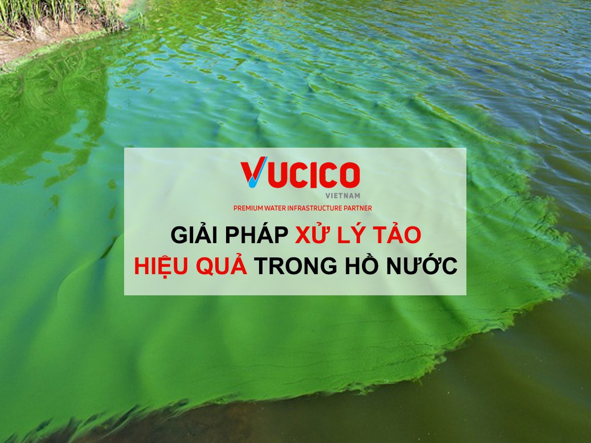 TÁC HẠI CỦA TẢO TRONG HỒ NƯỚC VÀ CÁCH KHẮC PHỤC