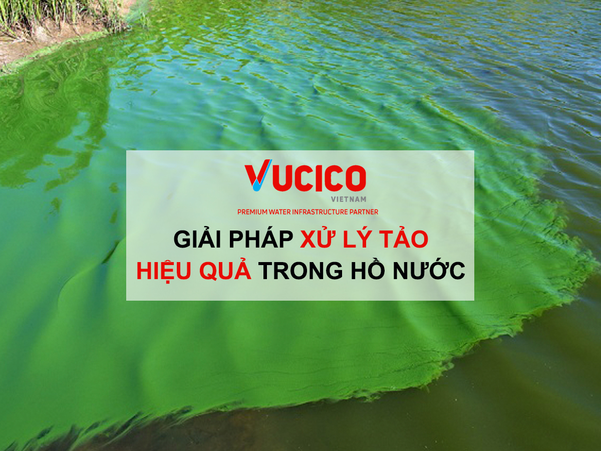 xử lý tảo